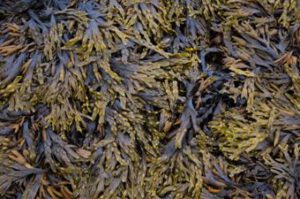 Schwangerschaftsbegleitung