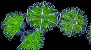 Schwangerschaftsbegleitung